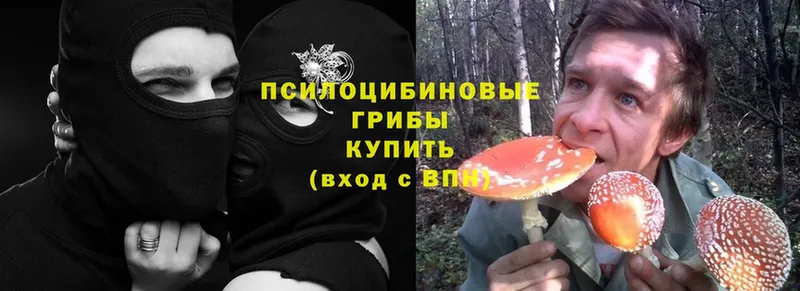 Галлюциногенные грибы Psilocybine cubensis  Новоуральск 