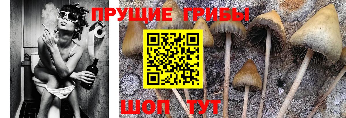 Галлюциногенные грибы Psilocybine cubensis  Вход с VPN  Новоуральск 